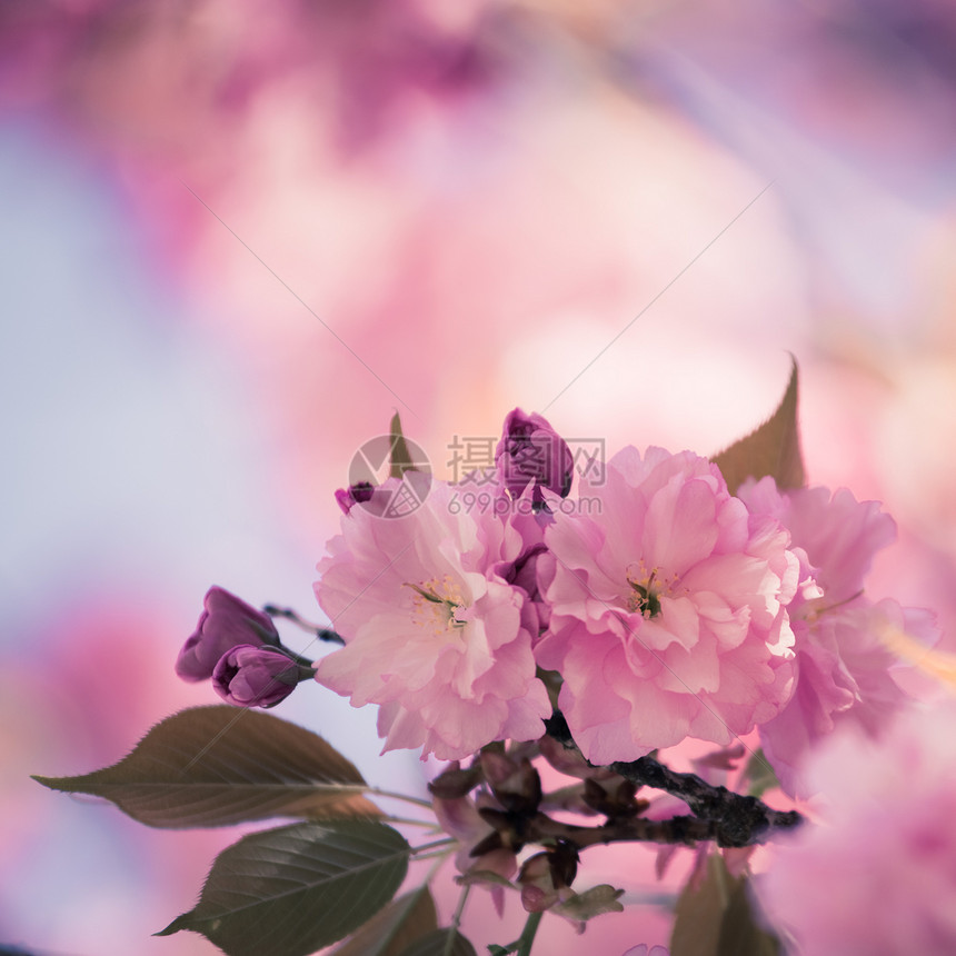 粉红开花樱的近图片图片
