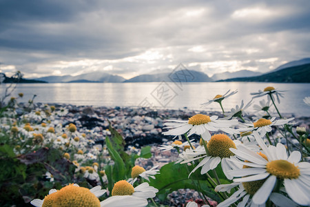 苏格兰美丽的神秘地貌湖风景天空多云鲜花和太阳光背景图片