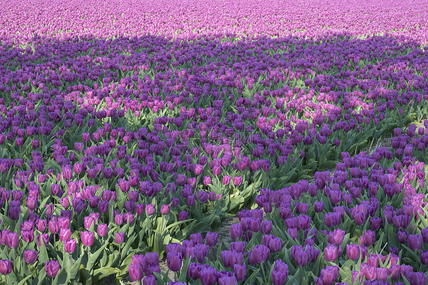 荷兰传统的带有紫花郁金香田图片