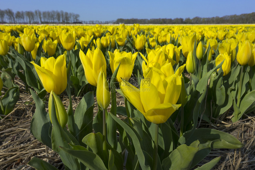 传统荷兰黄色花朵的郁金田图片