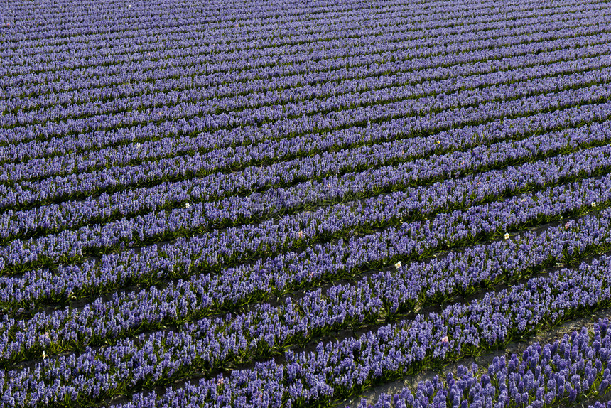 带有紫花的荷兰传统Hyacinths行图片