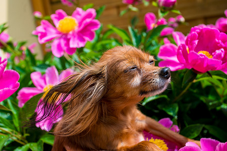 阳光中快乐的狗图片