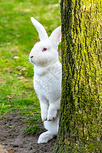 白兔坐在树旁背景图片