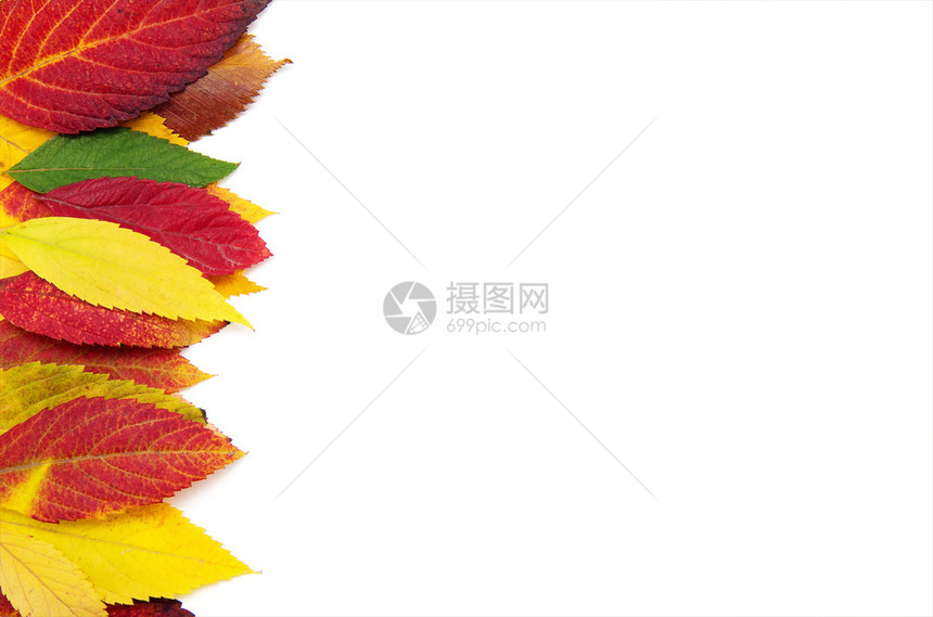 在白色背景中孤立的多彩秋叶群落图片