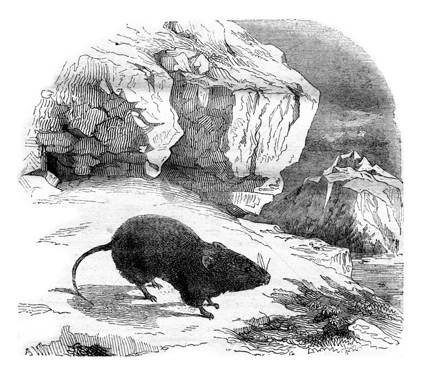 Vole合并案Arvicolanivvalis最近在高阿尔卑斯山发现的1843年MagasinPittoresque图片