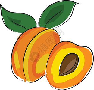 杏子促销带两个绿叶向量彩色图画或插的整杏子插画