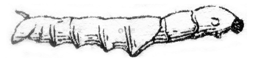 二岁末的虫子1845年的马加辛皮托罗克图片