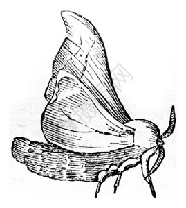 雄蝴蝶1845年的马加辛皮托罗克图片