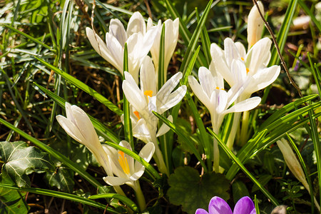 鲜花园的白色椰子春天盛开阳光明媚花瓣高清图片素材