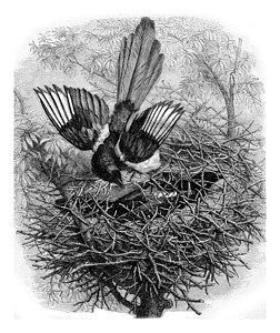 喜鹊筑巢1867年的MagasinPittoresque背景