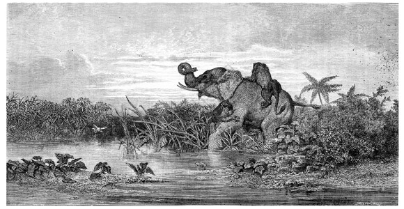 矢量大象大象受到两只狮子的攻击古老雕刻图解1875年的MagasinPittoresque背景