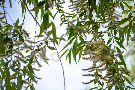 在柳树的泉中开花在泉中柳芽在小白过敏中春柳在中背景