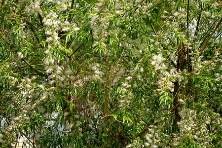 在柳树的泉中开花在泉中柳芽在小白过敏中春柳在中背景