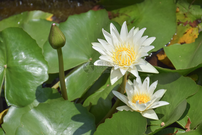 天然池塘的鲜花和开莲图片