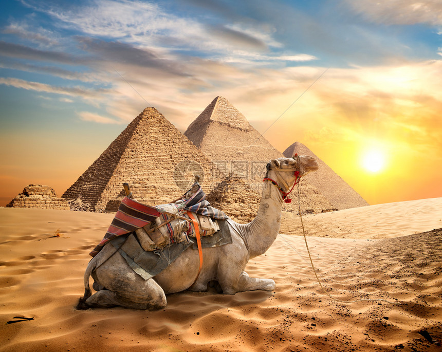 日落时在金字塔附近的沙漠中骆驼图片