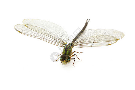 白色背景上的龙翅图像透明的膀昆虫动物图片