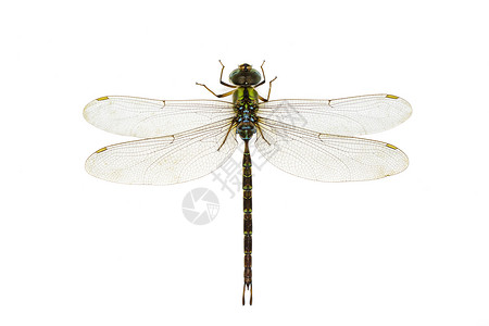白色背景上的龙翅图像透明的膀昆虫动物高清图片