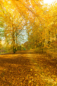 野外自然美景概念阳光下的秋天树林地被干叶覆盖阳光下的秋天树背景图片