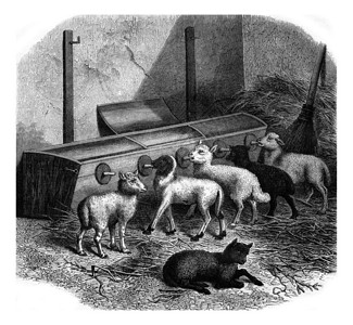 哈咪猫羊年快乐羊羔的喂养瓶古老雕刻插图180年的MagasinPittoresque背景