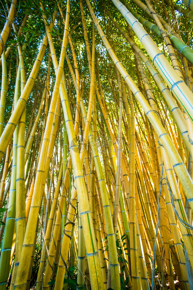 竹木林自然背景竹木植物图片