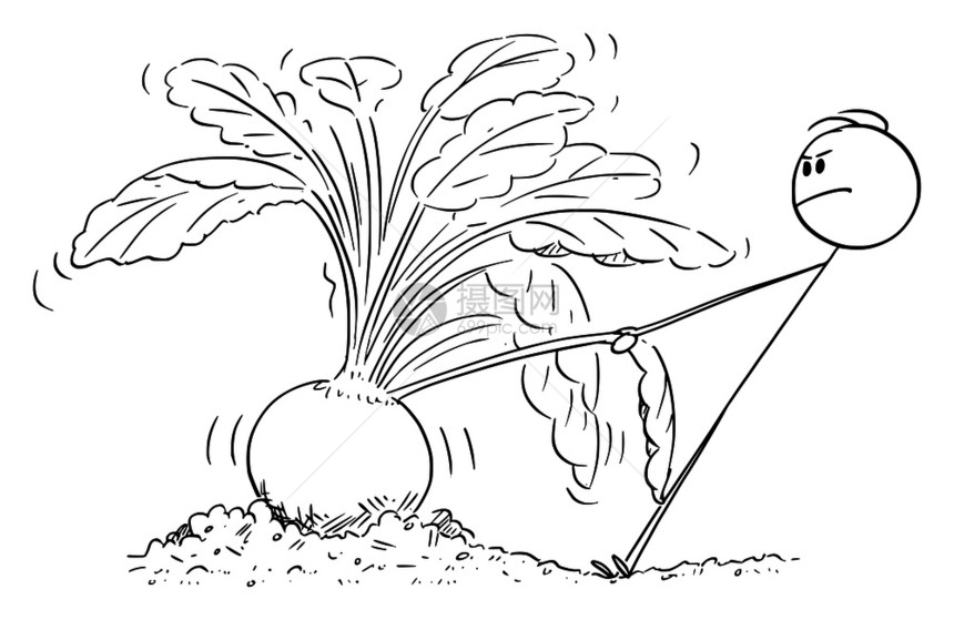 矢量卡通棒图绘制农民或园丁试图拔出巨型或大甜菜的概念插图图片