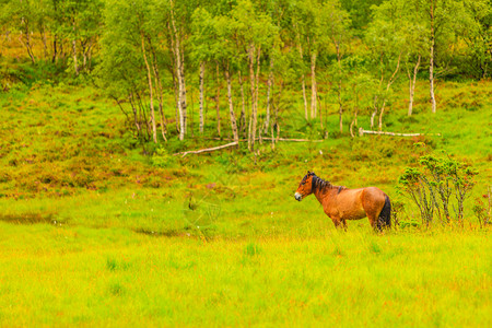 宁静的草原上放牧的马图片