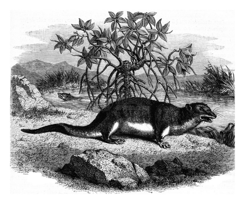 加蓬的Potamogale古代刻画插图MagasinPittoresque182年图片
