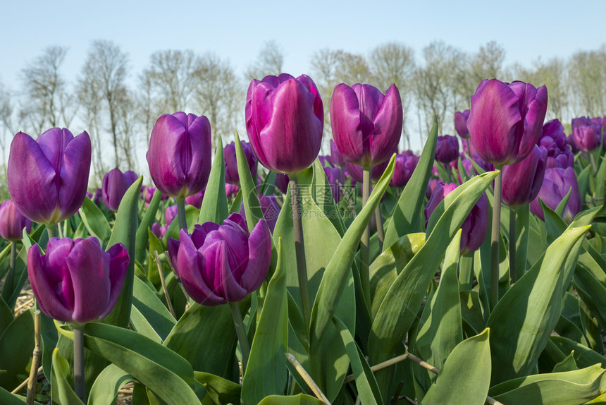 荷兰传统的带有紫花郁金香田图片