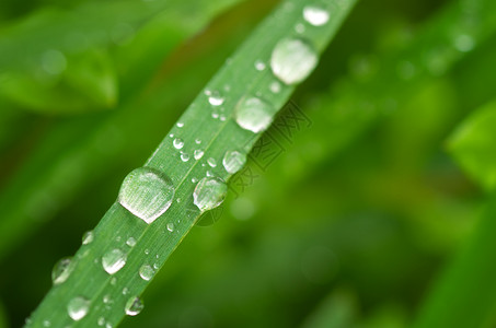 雨滴的宏自然构成图片