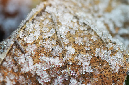 冰冻叶上的雪宏观自然成分图片