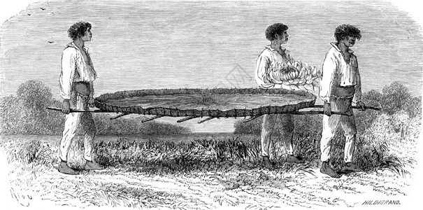 载运Nymphaea的纸刻有古老插图世界之旅行日报1865年图片