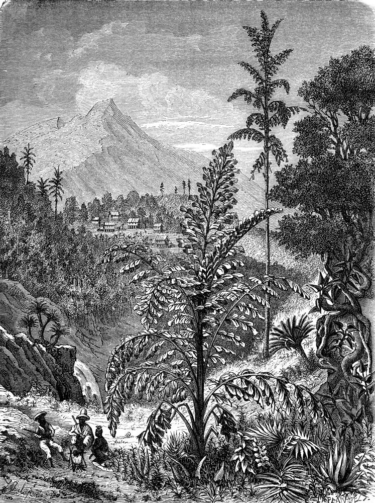 PalmcaryotasVintage刻有文字的插图世界之旅行日报1872年图片