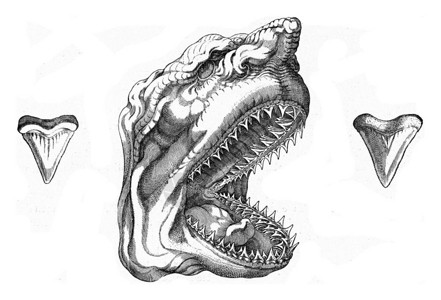 鲨鱼牙齿旧版鲨鱼和的复制头部古老的雕刻插图来自宇宙和人类190年背景
