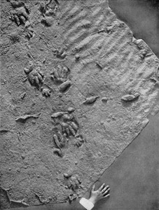 三亚西克时期大陆脊椎动物的自然印记由190年宇宙与人类出版图片