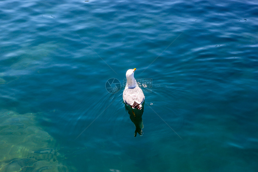 黑海的孤游泳图片