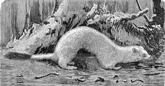 动物p图素材冬季服饰的刻画古老图来自Zoolog的DeutchVogel教学背景