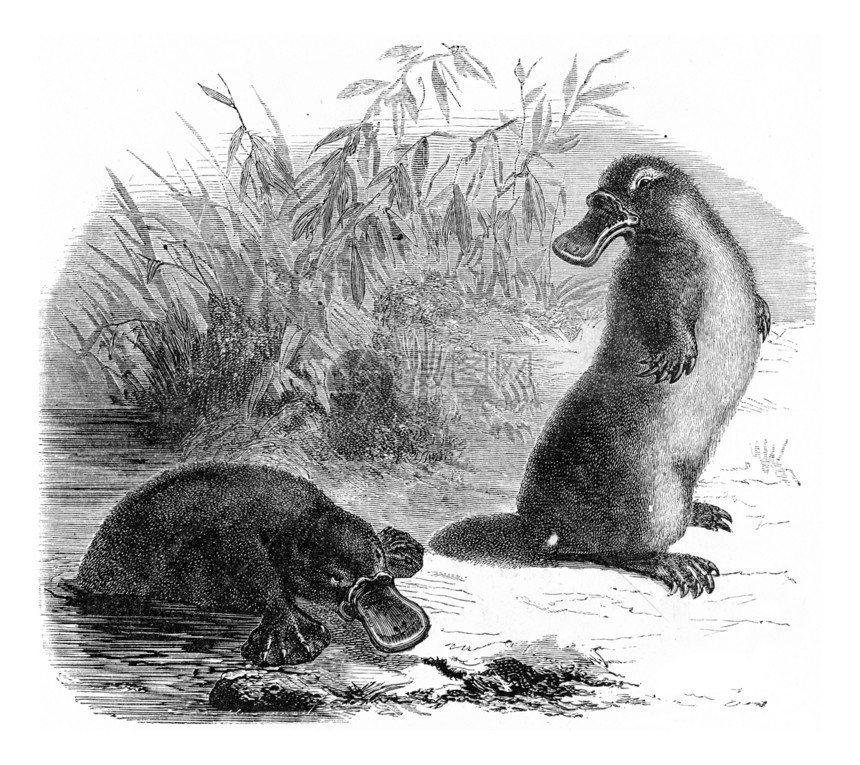 Platypus古代雕刻的插图来自PaulGervais的动物元素图片