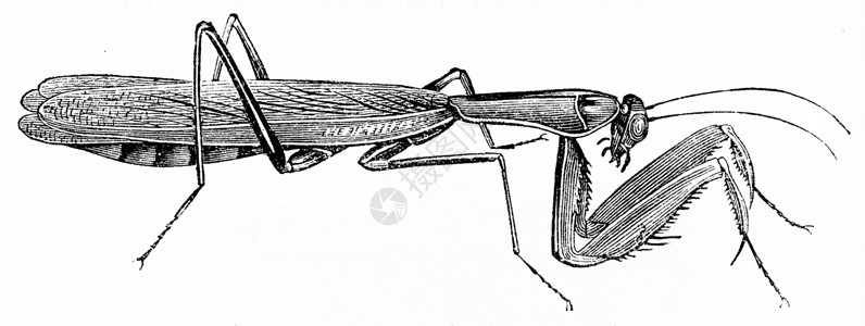 螳螂形象动物的自然史180年背景