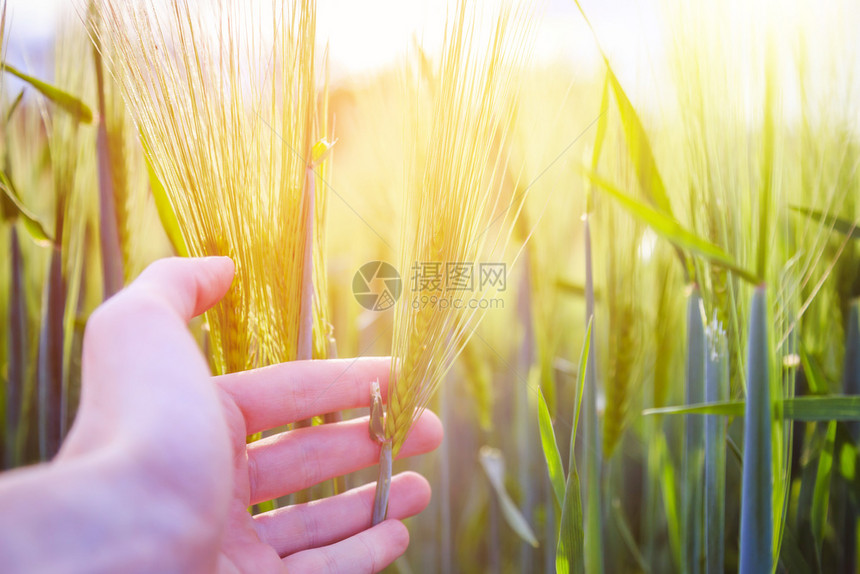 农民用手摸小麦新鲜绿耳朵早上康菲尔德阳光图片