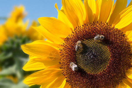 黄向日葵花开蜜蜂和蓝天夏季图片