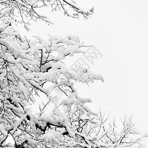 雪中冬季树木的枝黑白文字空间图片