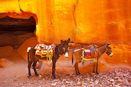 佩特拉带马鞍的驴子约旦背景图片