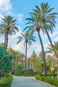 意大利西里巴勒莫比亚波南诺公共花园棕榈图片