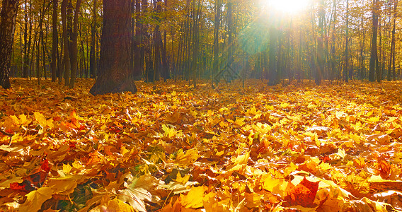 秋天公园绿树和黄落叶图片