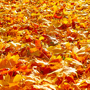 黄色坠落的树叶图片