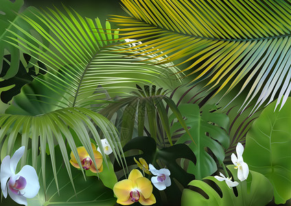 摄影热带植物棕榈叶背景图片