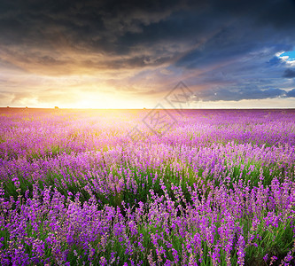 云紫色花草天然成分背景
