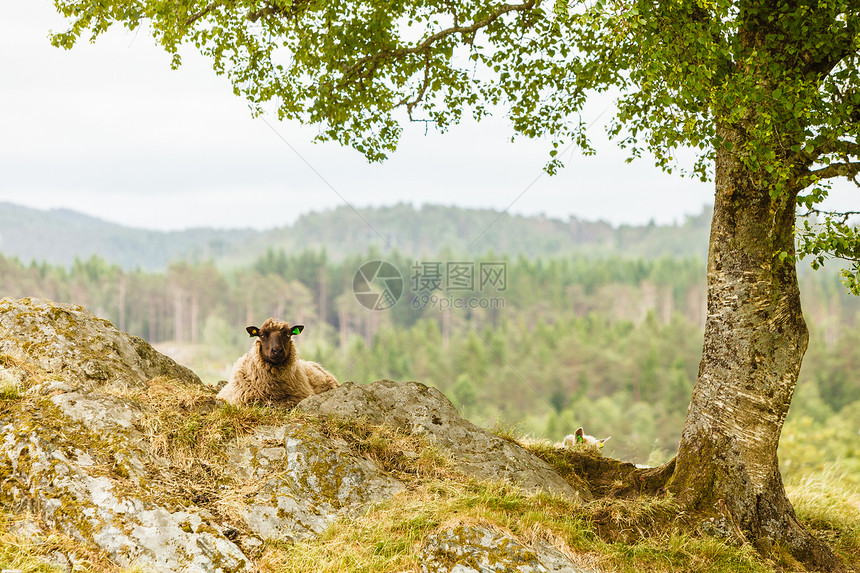 野生动物在自然环境概念中羊群在阳光明媚的天气中放牧在岩石丘陵上羊群在岩石丘上放牧图片