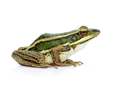 夏天小青蛙水稻田绿青蛙或Ranaerethraea的白色背景图象背景