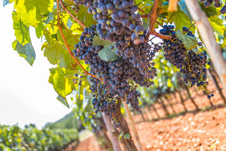 克罗地亚农场的葡萄图片